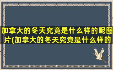 加拿大的冬天究竟是什么样的呢图片(加拿大的冬天究竟是什么样的呢英文)