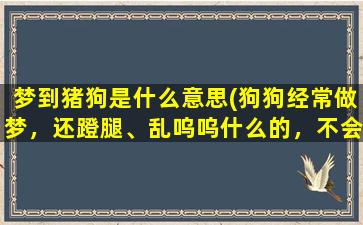 梦到猪狗是什么意思(狗狗经常做梦，还蹬腿、乱呜呜什么的，不会有事吧)