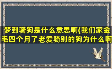 梦到骑狗是什么意思啊(我们家金毛四个月了老爱骑别的狗为什么啊公的也骑)