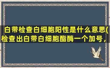 白带检查白细胞阳性是什么意思(检查出白带白细胞酯酶一个加号，是什么意思)