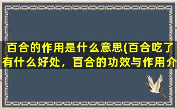 百合的作用是什么意思(百合吃了有什么好处，百合的功效与作用介绍)