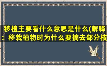 移植主要看什么意思是什么(解释：移栽植物时为什么要摘去部分枝叶为什么要带土移栽)