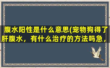 腹水阳性是什么意思(宠物狗得了肝腹水，有什么治疗的方法吗急，谢谢)