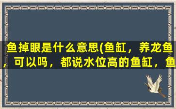 鱼掉眼是什么意思(鱼缸，养龙鱼，可以吗，都说水位高的鱼缸，鱼爱掉眼)